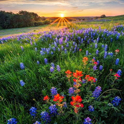 Un vibrante campo de flores silvestres que brillan bajo la cálida luz del atardecer.